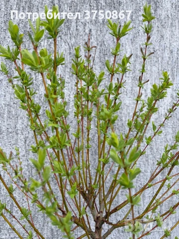 🌿🩷🌱 Японска пъстролистна върба - salix integra hakuro nishiki, снимка 2 - Градински цветя и растения - 54119208