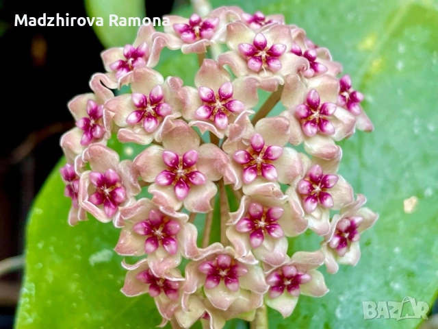 Хоя. Hoya Sweet scent Hoya Flores Island 