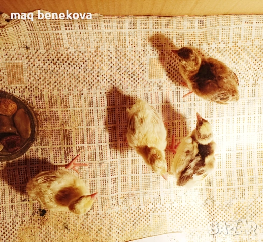 Продавам индийски паун на 3 год и 7м. , снимка 11 - други­ - 54805929