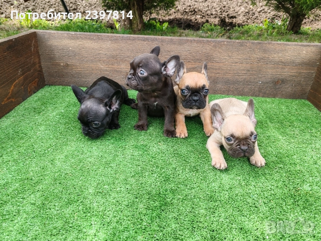 Френски булдог , снимка 6 - Френски булдог - 53832556