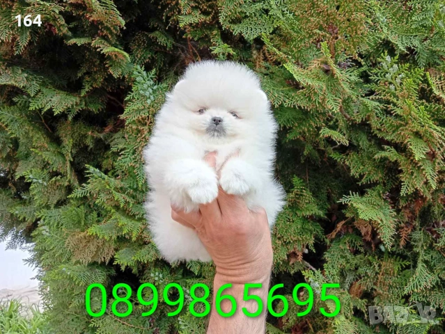 Бели мини Померани. Реални снимки !!! , снимка 6 - Померан - 55159153