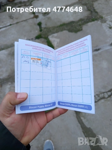 Продавам Кане Корсо чистокръвни САС ваксина, снимка 6 - Кане корсо - 54051351