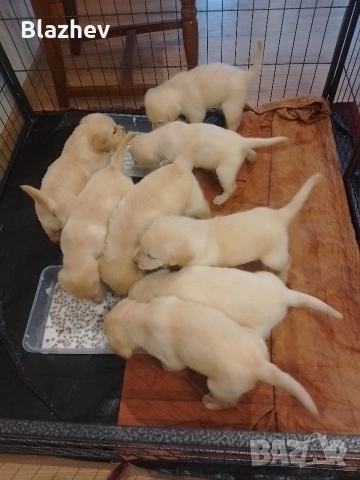 Лабрадор ретривър , снимка 9 - Лабрадор ретривър - 54367430