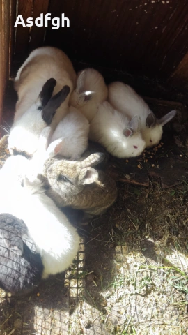 Зайци малки -цената е за бр.