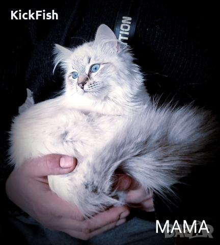 Невски маскарадни котенца , снимка 2 - Други - 54766052