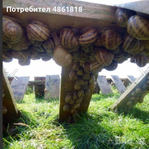 Месо от охлюви Хеликс Асперса Максима , снимка 5 - Други животни - 54974879