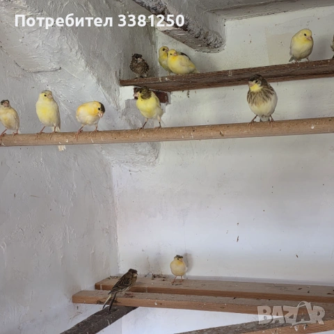 Канарчета, снимка 2 - Канари - 54767665