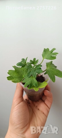 Pelargonium Tito Song Bit, снимка 4 - Стайни растения - 54187789