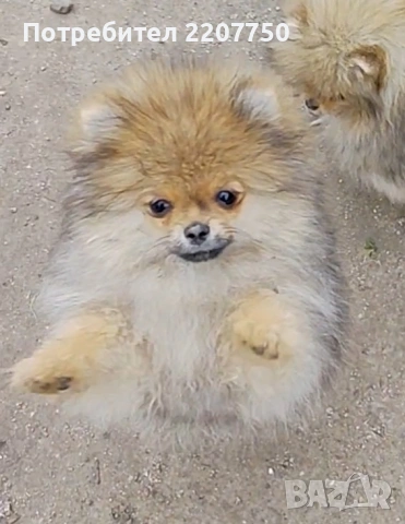 продавам померан 