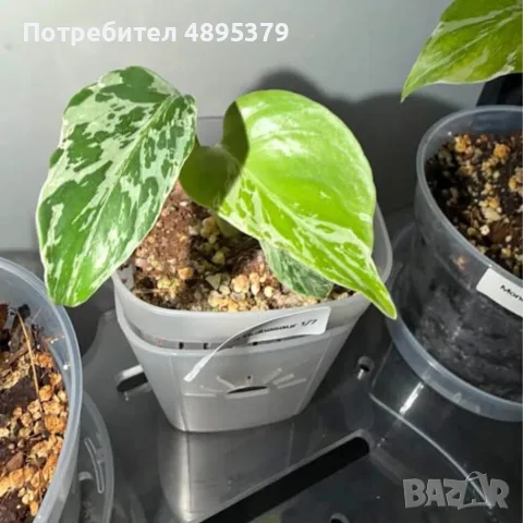 Добре вкоренена "Monstera Bulbasaur Variegata"
