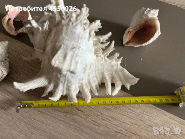 Продавам рапани много красиви, снимка 3 - Декорация за дома - 54170515