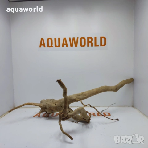 Корен Азалия 9