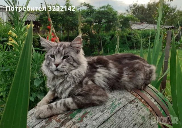 Котенца Мейн Куун , снимка 16 - Мейн кун - 55512481
