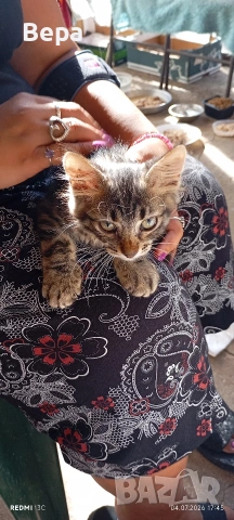 Пухкави котенца търсят удобен диван :) 