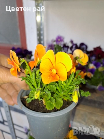 Теменужки , снимка 8 - Градински цветя и растения - 54220016