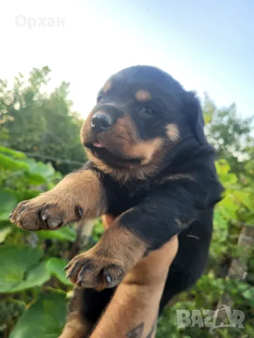 🐶 Свободни са 2 женски и 1 мъжко кученце. с по 1 ваксина, снимка 5 - Ротвайлер - 55424016