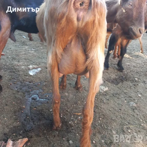 Три кози и 4 ярета, снимка 7 - Кози - 55420932