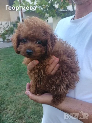 Пудел той/poodle toy , снимка 2 - Пудели - 55531735