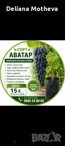 сорт грозде АВАТАР 