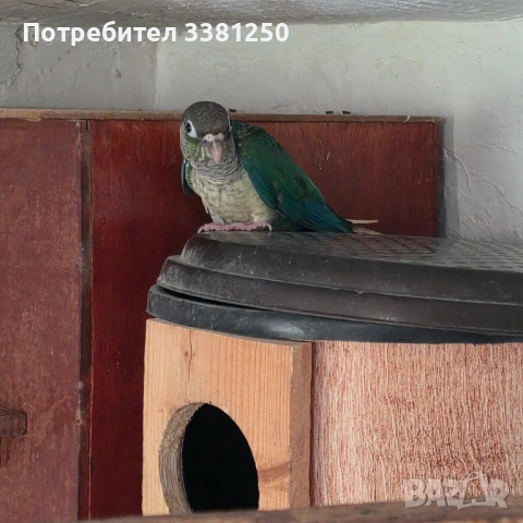 Пипури, снимка 5 - Папагали - 54767608