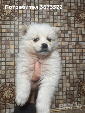 Pomerancheta momche i momiche