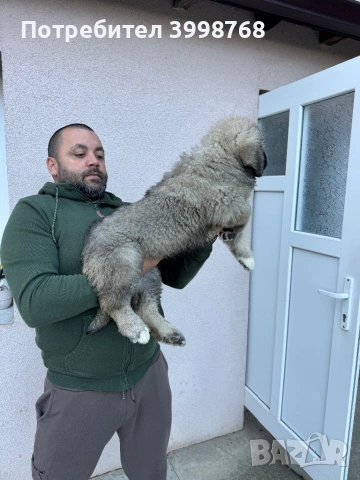 Кавказка овчарка, снимка 5 - Кавказка овчарка - 53921804