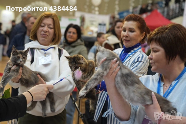 Котенца мейн куун, снимка 10 - Мейн кун - 54137626