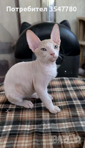 Котенца донски сфинкс, снимка 2 - Сфинксове - 55686352
