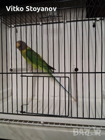 Сливоглав александър-женски, снимка 2 - Папагали - 53999711