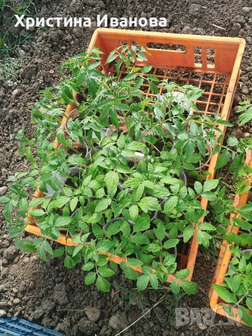 Продавам разсад домати., снимка 6 - Разсади - 54317797