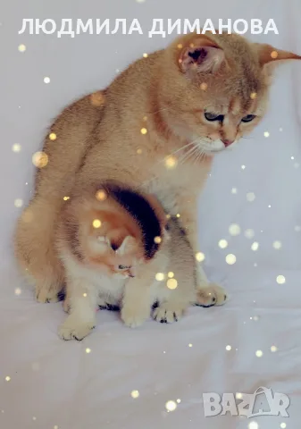 Шотландско мъжко Скоттиш Фолд. , снимка 5 - Британска късокосместа - 55413956