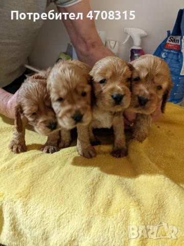 Кокер шпаньол червен игриво  момче, снимка 3 - Кокер шпаньол - 54019379