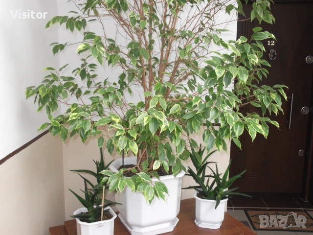 фотоапарат FujiFilm FinePix C10, снимка 15 - Фотоапарати - 54255057