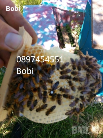 Малки Пчелни Семейства Отводки, снимка 5 - За пчели - 54058330