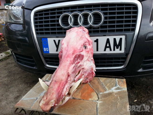 Ягдтериери-всички кученца са продадени