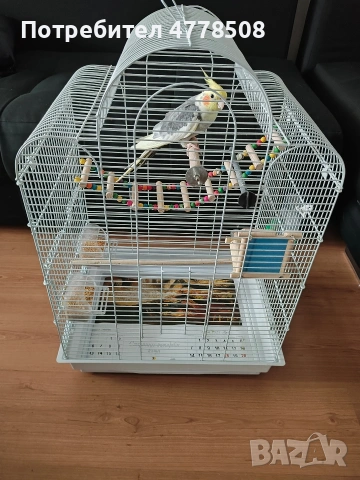 Папагал Корела , снимка 4 - Папагали - 53993936