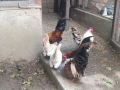 декоративни кокошки., снимка 5