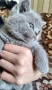 Британски късокосмести котета, снимка 3