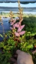 Астилбе, Astilbe, многогодишно за сянка!!, снимка 2