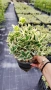Евонимус Браво, Euonymus japonicus Bravo, снимка 11