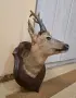 Ловен трофей на сръндак, снимка 2