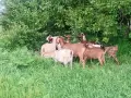 5бр кози 3бр миналогодишни женски ярета 1бр пръч, снимка 2