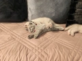 Чистокръвни британчета, снимка 10