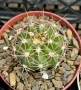 Кактус вид Echinopsis Hybrid бял лебед, снимка 6