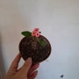 Стайно Цвете Исусов Венец, снимка 12