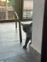 Шотландска  и британска клепоуха, снимка 2