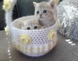 МОМИЧЕНЦА КАТО КОКИЧЕНЦА, снимка 3