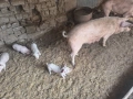 Свиня майка с 4 малки , снимка 3