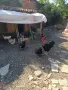 Продавам голошийки 7+1, снимка 1