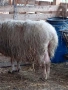 Овца авси млечна, снимка 2